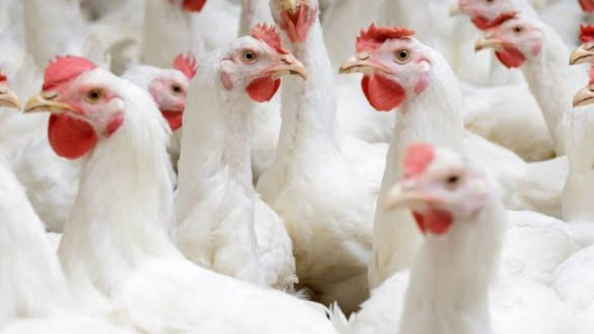 Chicken Shortage